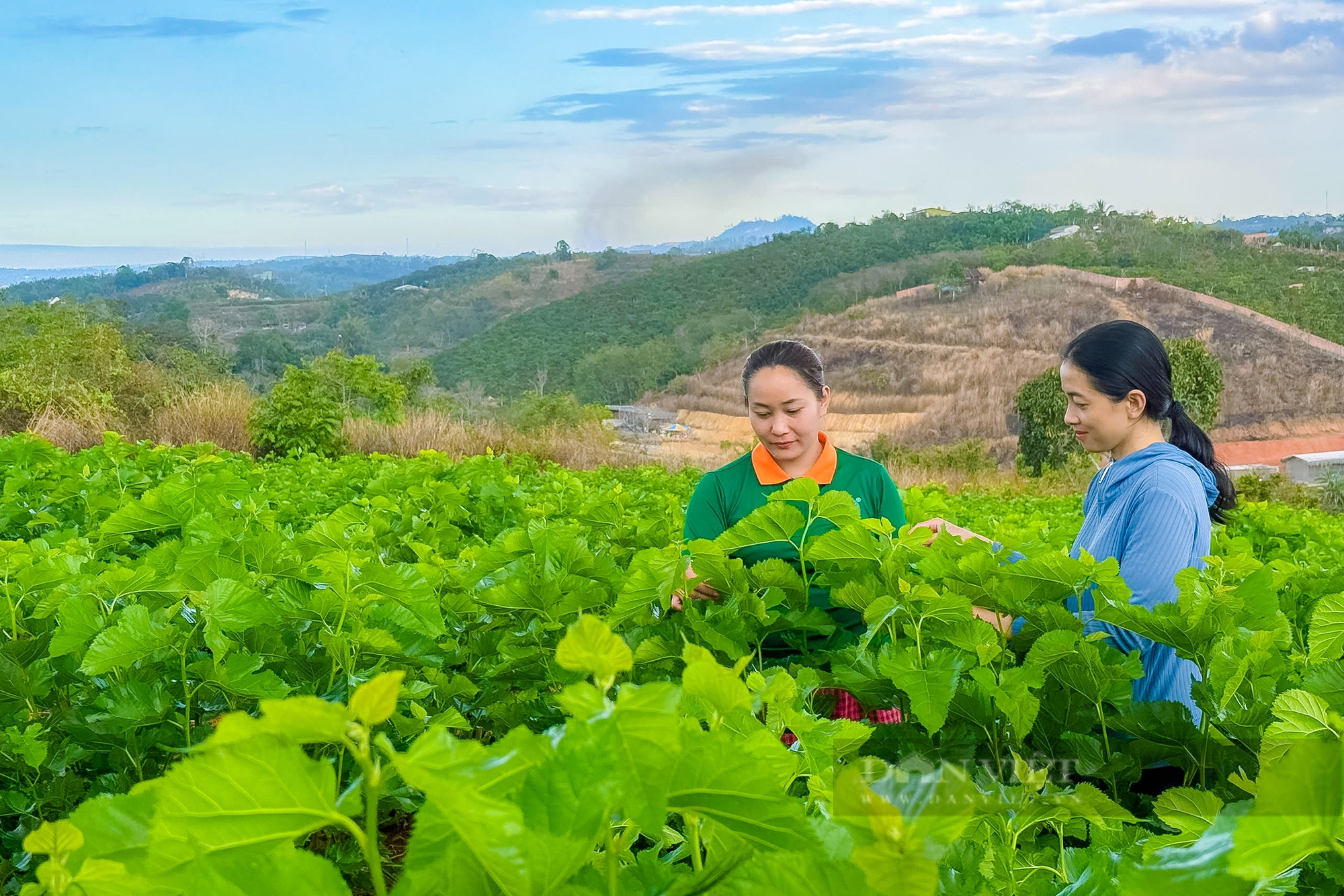 Mô hình trồng dâu nuôi tằm để làm phân hữu cơ tại Đắk Nông, mang lại doanh thu hàng chục tỷ đồng - Ảnh 3.